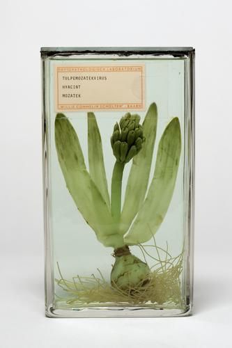 Cabinet Of Curiosities, New Wall, Utrecht, Ikebana, Natural History, Botany, Art Direction, Packaging Design, Still Life