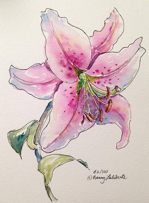 Lily Watercolour Painting, Stargazer Lily Watercolor Paintings, Tiger Lily Watercolor Paintings, Lily Art Drawing, Watercolour Painting With Pen, Lily Flower Watercolor Painting, Lily Flower Drawing Watercolors, Drawing Of Lily Flowers, Lily Flower Aesthetic Drawing