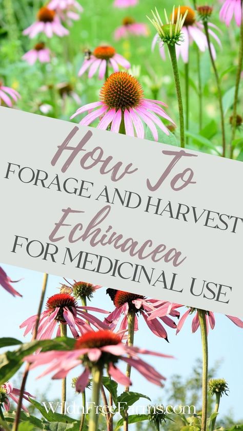 echinacea Harvesting Echinacea, Harvest Echinacea, Growing Echinacea, Herb Life, Purple Coneflower, Tea Blends, Medicinal Plants, Right Time, Immune Boosting