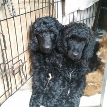 Giant Poodle, Toy Poodle Dog, Moyen Poodle, Teacup Poodle Puppies, Teacup Poodle, Poodle Puppy Standard, Pretty Poodles, Puppy Grooming, Tea Cup Poodle