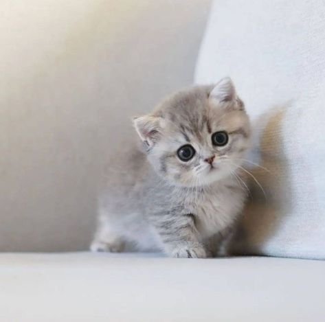 you like? Gato Munchkin, Cute Cat Costumes, Super Cute Kittens, Munchkin Kitten, Munchkin Cat, Pola Kartu, Cute Little Kittens, Silly Cats Pictures, Cute Cats Photos