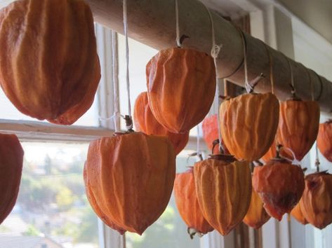 I feel like this is going to be one of those projects that I'm more into making… Hachiya Persimmon Recipes, Fermented Persimmon, Dried Persimmons, Persimmon Recipes, Fall Treats, Asian Cooking, Fermenting, Field Guide, Fall Favorites