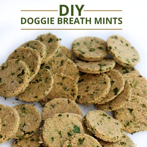 Dog Breath Mints, Easy Dog Treat Recipes, Breath Mints, Dog Biscuit Recipes, Easy Dog Treats, Mint Recipes, Food Dog, Diy Dog Treats, Puppy Treats