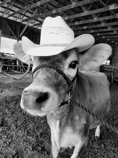 Cows In Cowboy Hats, Cowboy Hat Aesthetic Wallpaper, Cow In A Cowboy Hat, Cow In Cowboy Hat, Cowboy Hats Aesthetic, Cow With Cowboy Hat, Vaqueras Aesthetic, Entry Pictures, Cow Cowboy Hat