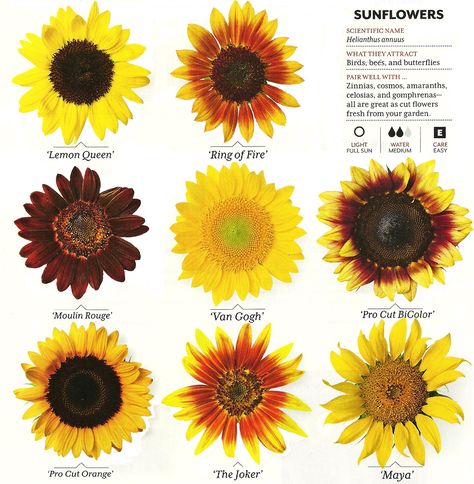 Growing sunflowers: http://www.sunflowerguide.com/              http://www.gardenersnet.com/vegetable/sunflowr.htm Different Kinds Of Sunflowers, Different Sunflower Types, Different Types Of Sunflowers, Sunflower Landscaping, African Sunflower, Sun And Sunflower Tattoo, Sunflower Types, Sunflower Garden Ideas, Sun And Sunflower