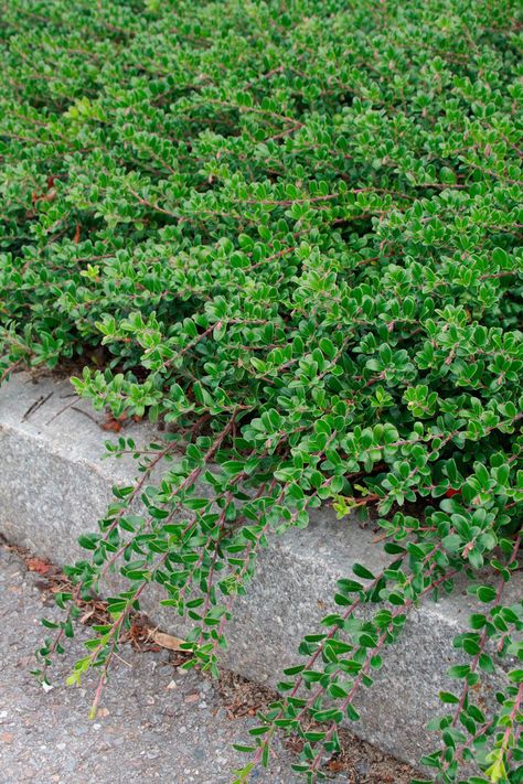 Episode 44: Great Ground Covers - FineGardening Creeping Evergreen Shrubs, Bearberry Ground Cover, Creeping Juniper Ground Cover, Coastal Ground Cover, Ground Cover For Sunny Areas, Kinnikinnick Ground Cover, Veronica Ground Cover, Ground Cover For Shady Areas, Low Ground Cover Perennials