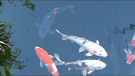 via GIFER Koi Fish Animation, Fish Swimming Gif, Koi Fish Gif, Swimming Reference, Koi Video, Nitro Banner, Swimming Gif, Fish Gif, Fish Banner