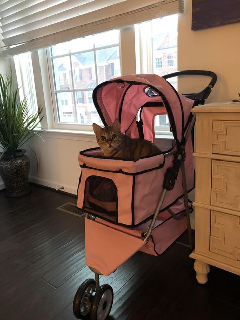 Got a stroller for our cat to take her on walks when she isnt feeling her harness Cats In Strollers, Stroller Aesthetic, Cat Stroller, 2024 Vision, All About Cats, Cat Pin, Shopping Cart, Stroller, Baby Strollers