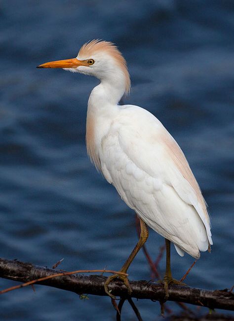 Cattle Egret Birds, Fancy Birds, Cattle Egret, Birds Pictures, List Of Birds, Inktober 2023, Coastal Birds, Bird Identification, October Art