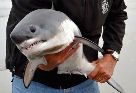 A marine biologist first thought a dolphin or porpoise pup was rolling in the surf, but discovered it was a baby shark: "I had the shock and thrill of my life." Baby Great White Shark, Salmon Shark, Shark Man, Baby Animals Pictures, The Great White, Sharp Teeth, White Sharks, Shark Week, Great White Shark