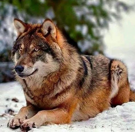 Timber Wolf Photography, Brown Wolf Art, Wolves Images, Pretty Wolf, Timber Wolves, Brown Wolf, Lone Wolf Quotes, Red Wolves, Wolf Hybrid