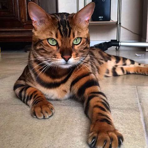 Ce Chat Est Certainement Le PLUS BEAU Chat du Monde ! Animal Inspiration, Ragdoll Kittens, Söt Katt, Exotic Cats, Travel Nature, Bengal Cat, Cat Aesthetic, Cute Cats And Kittens, Cute Kittens