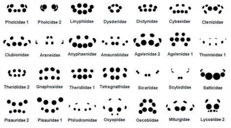 Quipsologies: Vol. 123 | No. 82 Eyeball Diagram, Spider Identification, Types Of Spiders, Spider Art, Jumping Spider, Ayat Alkitab, Eye Pattern, Arthropods, Creepy Crawlies