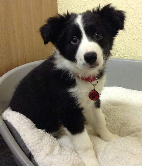 December - Very, very cute Puppy Alert!!! "This is our 11 week old Border Collie puppy Misty, wearing her new tag that she had for Christmas.” Thanks for the lovely picture Scott & Carly, I hope Misty loved her present! Mini Border Collie, Border Collie Puppy, Collie Puppy, Very Cute Puppies, Psy I Szczenięta, Collie Puppies, Border Collie Puppies, Herding Dogs, Yorkshire Terrier Puppies