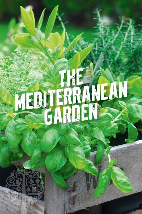 Want to try the Mediterranean diet? Start by growing your own garden! Fresh vegetables are key to this healthy and delicious eating plan. Learn more: #MediterraneanDiet #Garden Mediterranean Vegetable Garden, Mediterranean Herb Garden, Garden Rows, Greek Vegetables, Mediterranean Herbs, Mediterranean Vegetables, Growing A Garden, Log Planter, Grow A Garden