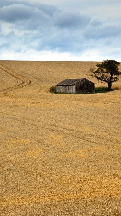 Safe House, Fields Of Gold, Wheat Field, Field Of Dreams, Laura Ingalls, Fields Photography, Good Humor, Old Barns, Old Barn