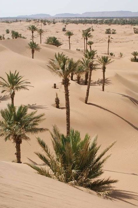 Morocco Tourism, تاج محل, Deserts Of The World, Desert Photography, Desert Colors, Diesel Punk, Desert Dream, Desert Life, Desert Oasis