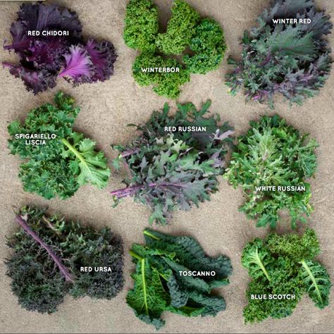 Types Of Kale Leaves, Kale Garden, Types Of Kale, Kale Plant, Growing Kale, Eating Green, Chou Kale, Green Eating, Mustard Greens