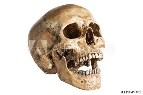 Stock Image: the angle skull model in open the mouth pose isolated on white background Skull Open Mouth, Real Human Skull, Skull Reference, Don't Fear The Reaper, Skull Model, Human Figure Sketches, Skeleton Head, Human Anatomy Drawing, Skeleton Bones