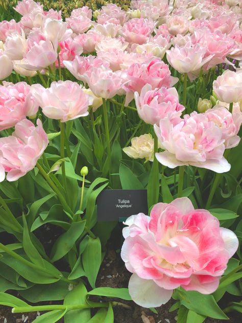 Angelique Aesthetic, Angelique Core, Tulip Angelique, Flowers Garden Aesthetic, Angelique Tulip, Aesthetic Gardening, Garden Plans, Garden Aesthetic, Flowers Garden