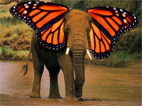 Photomontage Animals, Elephant Art Drawing, Elephant Butterfly, Scrapbook Prints, Scrapbook Printing, Collage Book, Art Theme, Elephant Art, Fantasy Creatures Art