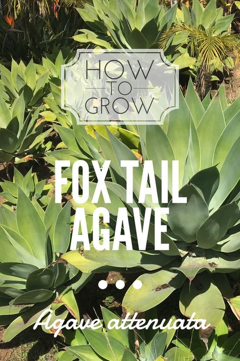 Grow Squash Vertically, Foxtail Agave, Garden Tree House, Growing Squash, Water Wise Landscaping, Spiritual Garden, Low Water Plants, Agave Attenuata, Front Flower Beds