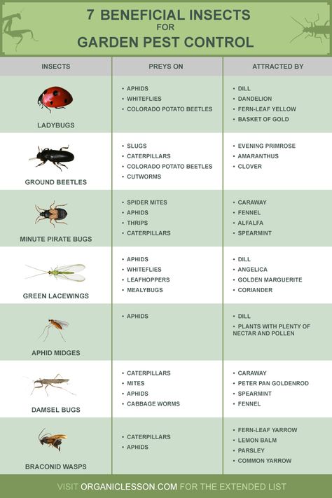 Aphid Control, Slugs In Garden, Organic Insecticide, Ant Control, Hydroponics Diy, Organic Pesticide, Garden Bugs, Hydroponic Growing, Attracting Beneficial Insects