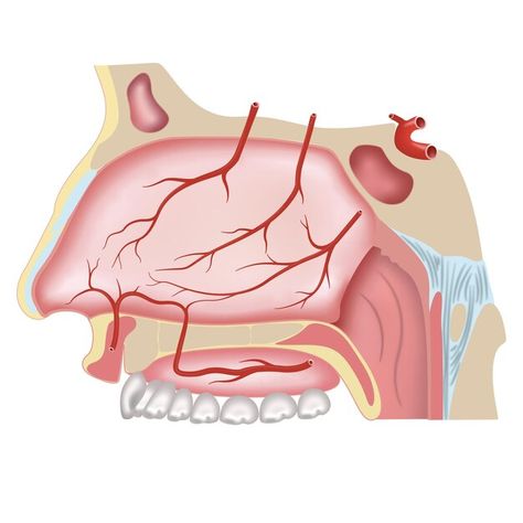 Anatomy Stickers, Nasal Cavity, Human Teeth, Aesthetic Vibes, Cavities, Premium Vector, Anatomy, Graphic Resources, Pasta