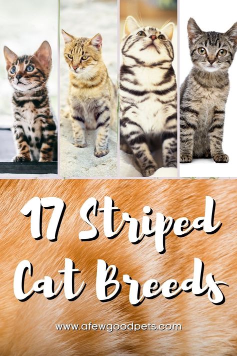 Different Cat Colors, Cat Breeds Chart Pictures, Types Of Cats Breeds Chart, Marble Bengal Cat, Toyger Kitten, Types Of Kittens, Cats Colors, Cat Types, Tiger Striped Cat