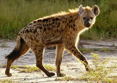 hyena Brown Hyena, Spotted Hyena, African Wild Dog, Animal Study, African Wildlife, Wild Dogs, Hyena, African Animals, Animal Photo