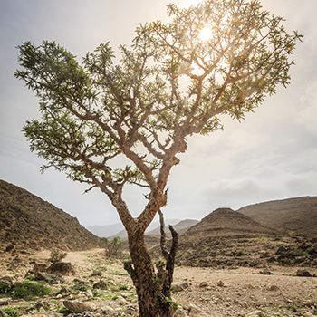 Frankincense tree Frankincense Tree, Frankincense Benefits, Mother Earth Living, Fun Deserts, Landscaping Images, Frankincense Essential Oil, Salalah, Plant Species, Telling Stories