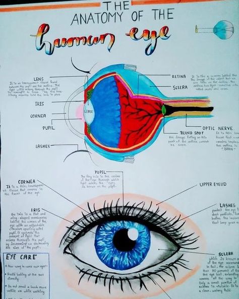 Eye Anatomy Drawing Medical Art, Human Eye Notes, Anatomy Of Eye, Eye Notes, Biology Diagrams, Science Diagrams, Studie Hacks, Learn Biology, Eye Anatomy