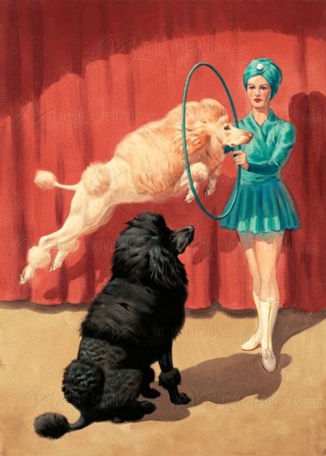 French poodle jumps through a hoop during a circus performance ... Dogs Playing, Circus Poster, French Poodles, Vintage Poodle, Standard Poodles, Miniature Poodle, Dog Hacks, Watch Dogs, Poodle Puppy