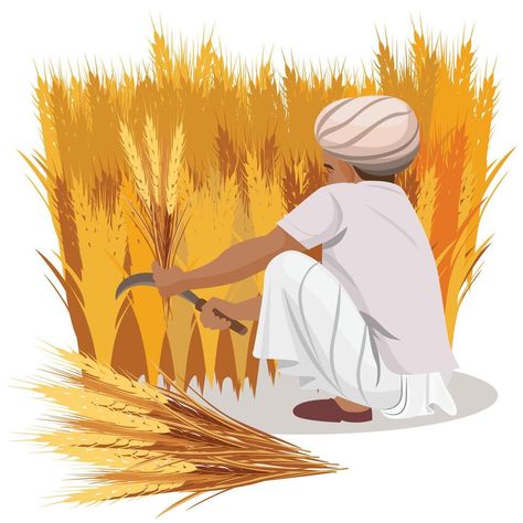 farmer harvesting wheat crops, indian agriculture Indian Agriculture, Harvesting Wheat, Sky Pictures, The Farmer, Tree Saw, Cityscape Photos, Logo Banners, Nature Backgrounds, Background Banner