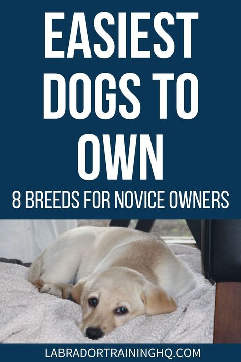 Easiest Dogs To Own – 8 Breeds For Novice Owners - LabradorTrainingHQ Small To Medium Dog Breeds, Small Dog Breeds Low Maintenance, Small Family Dogs, Service Dogs Breeds, Healthiest Dog Breeds, Low Maintenance Dog Breeds, Best Small Dog Breeds, Calm Dog Breeds, Dog Breeds That Dont Shed