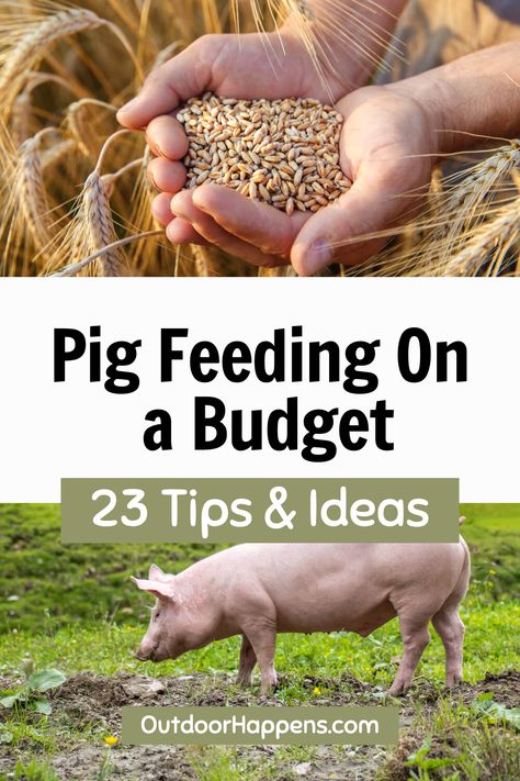 Explore lots of cheap ways to feed pigs and save money on your farm. Our guide offers practical and effective strategies to lower feeding costs without compromising the health of your pigs and piglets. Check out our blog for detailed information and pin this to implement these thrifty tips on your farm! Pig Pins Ideas, Diy Pig Feeder Ideas, Homemade Pig Feed, Pig Pen Ideas, Pig Pens, Womens Hunting Gear, Tiny Homestead, Womens Hunting, Pig Eyes