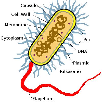 Prokaryotic cell Bacteria Diagram, Microbiology Study, Biology For Kids, Biology Diagrams, Cell Diagram, Prokaryotic Cell, Cells Project, Biology Projects, Medical Laboratory Science