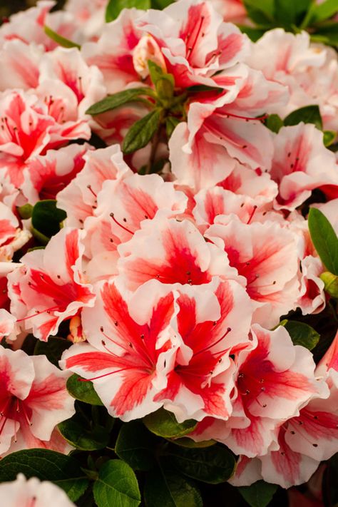 Azela Flowers, Azalea Aesthetic, Encore Azaleas, Big Pots, Azalea Flower, Tattoos Temporary, Diy Garden Fountains, Flower Sleeve, Flower Therapy