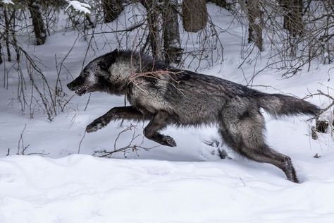 Black timber wolf running through a forest Timber Wolf Photography, Black Timber Wolf, Timber Wolf Art, Running Wolf Art, Wolf Dynamic Pose, Wolf Reference Photo, Black Wolf Photography, Wolf Side View, Wolf Anatomy