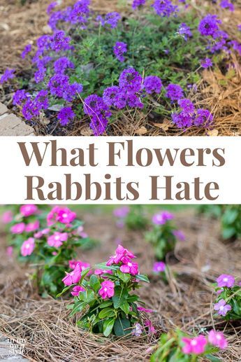 Rabbit Repellent, Rabbit Resistant Plants, Mr Mcgregor, Flower Varieties, Flower Types, Deer Resistant Plants, Shade Flowers, Border Plants, Annual Flowers