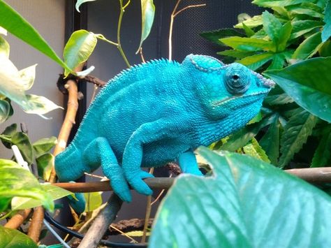 Nosy Be Panther Chameleon | An electric blue Nosy Be panther chameleon Chameleon Care, Lizard Terrarium, Panther Chameleon, Diego Brando, Reptile House, Reptile Room, Fotos Goals, Chameleons, Kids Apron