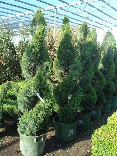 Spartan double spiral junipers. I want one of these on either side of our front door landscape. Front Door Landscape, Front Door Landscaping, Front Door Plants, Garden Front Of House, New England Garden, Garden Hedges, Double S, Privacy Landscaping, Backyard Plan