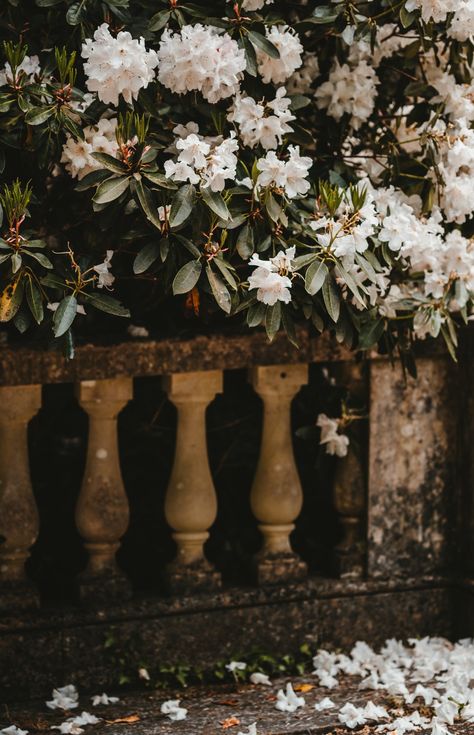 Download this free HD photo of fallen petal, flower, pillar and wall in Exbury, United Kingdom by Annie Spratt (@anniespratt) Fallen Flowers, Fallen Petals, Backyard Flowers Garden, Famous Gardens, Mountain Laurel, Perennial Shrubs, English Cottage Garden, Enchanted Garden, Ground Cover Plants