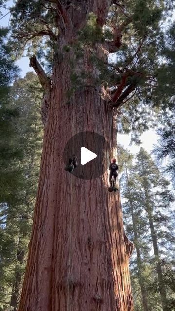 Save the Redwoods League on Instagram: "Check out this incredible footage of researchers from the Ancient Forest Society climbing the world’s largest tree, the General Sherman, for its first-ever health check. 👩‍⚕️🌳

Scientists scaled the 275-foot giant in Sequoia National Park to inspect it for bark beetle infestations, a rising threat to #GiantSequoias due to climate change. Thankfully, our ancient giant is putting up a strong fight against these tiny invaders! 💪🐞

🔬🌲 Read our blog (link in bio!) to learn more about the iconic General Sherman Tree and the groundbreaking methods being used to monitor these irreplaceable giants, including drone and satellite imagery. Let’s keep our sequoias safe for future generations! 🌍🌳

📹@NationalParkService

#SequoiaNationalPark #GeneralSherma General Sherman Tree, Bark Beetle, General Sherman, Forest Conservation, The Redwoods, Ancient Forest, Sequoia National Park, Pictures Of Nature, Health Check