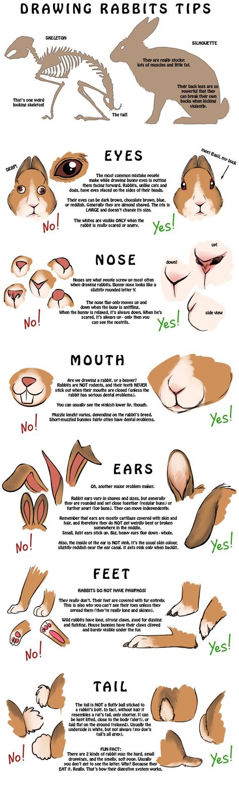 Animal Art Tips, Bunny Fursona Ref Sheet, Animal Tutorial Drawing, How To Draw Anthropomorphic Animals, Rabbit Anthro, Rabbit Anatomy, Rabbit Drawing, Drawing Hands, Drawing Hair