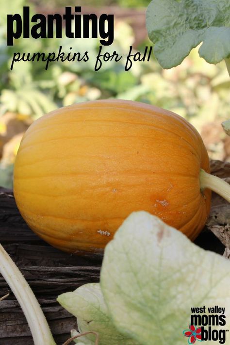 Tips on planting pumpkins for fall! I want to DO THIS! Planting Pumpkins How To Grow, Plant Pumpkins, How To Grow Pumpkins, Grow Pumpkins, Harvesting Garlic, Pumpkin Varieties, Raspberry Bush, Fall Board, Arizona Gardening