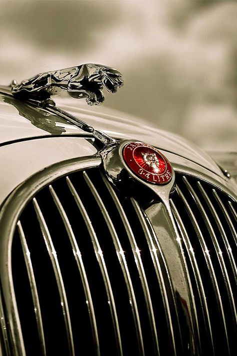 Jaguar Car Logo, Jaguar Auto, Car Hood Ornaments, Jaguar (cars), Jaguar Daimler, Jaguar Land Rover, Jaguar Car, Car Emblem, Hood Ornaments