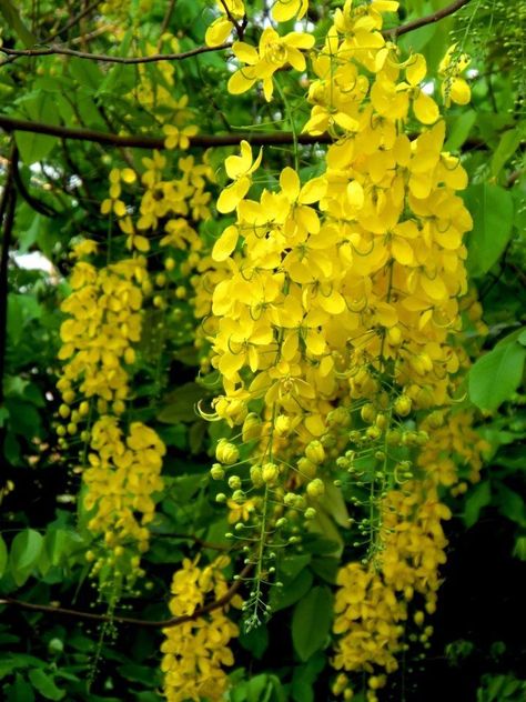 Amaltas Flowers Painting, Kanikkonna Flower, Vishu Kanikonna, Kanikonna Flower, Gopala Krishna, Cassia Fistula, Wallpapers Beautiful, Lotus Flower Pictures, Asian Flowers