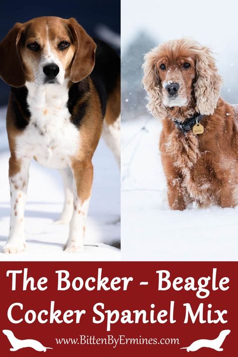 This hybrid dog breed is similar to a cocker spaniel but with the enthusiasm and intelligence of the Beagle. An even temperament and friendly behavior characterize the Bocker. If you cross a Beagle and a Cocker spaniel, their offspring will have similar traits to both parents, depending on which breed dominates in the dog. Read the facts about shedding, temperament, are they good with kids and cats? How much do they bark, and how easy are they to train? - on BittenByErmines.com Beagle Cocker Spaniel Mix Dogs, Spaniel Mix Dogs, Fun Facts About Cats, Cocker Spaniel Mix, Hybrid Dogs, Cat Facts, Animal House, Interesting Articles, Cocker Spaniel