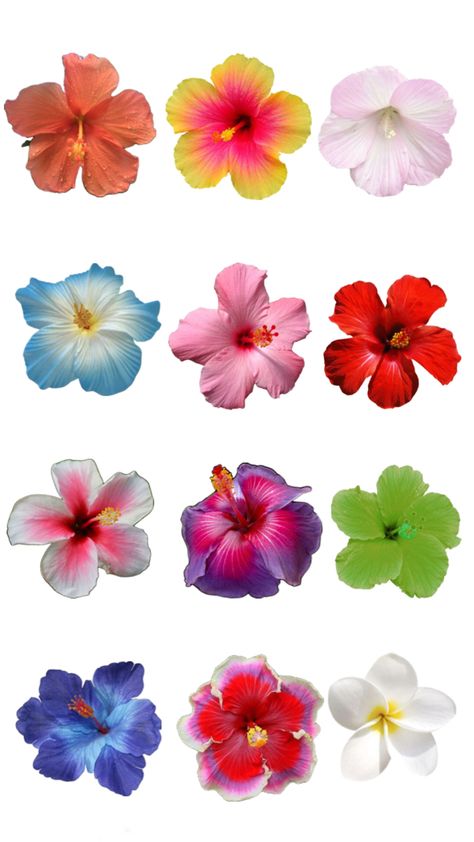 Hawaii Flower Wallpaper Hibiscus Flower Transparent Background, Habisquis Flower Wallpaper, Hawaii Flower Painting, Habisquis Flower, Hawaii Flowers Wallpaper, Wallpaper Flowers Iphone, Hawaiian Flowers Wallpaper, Flower Wallpaper Trend, Flowers Wallpaper Iphone